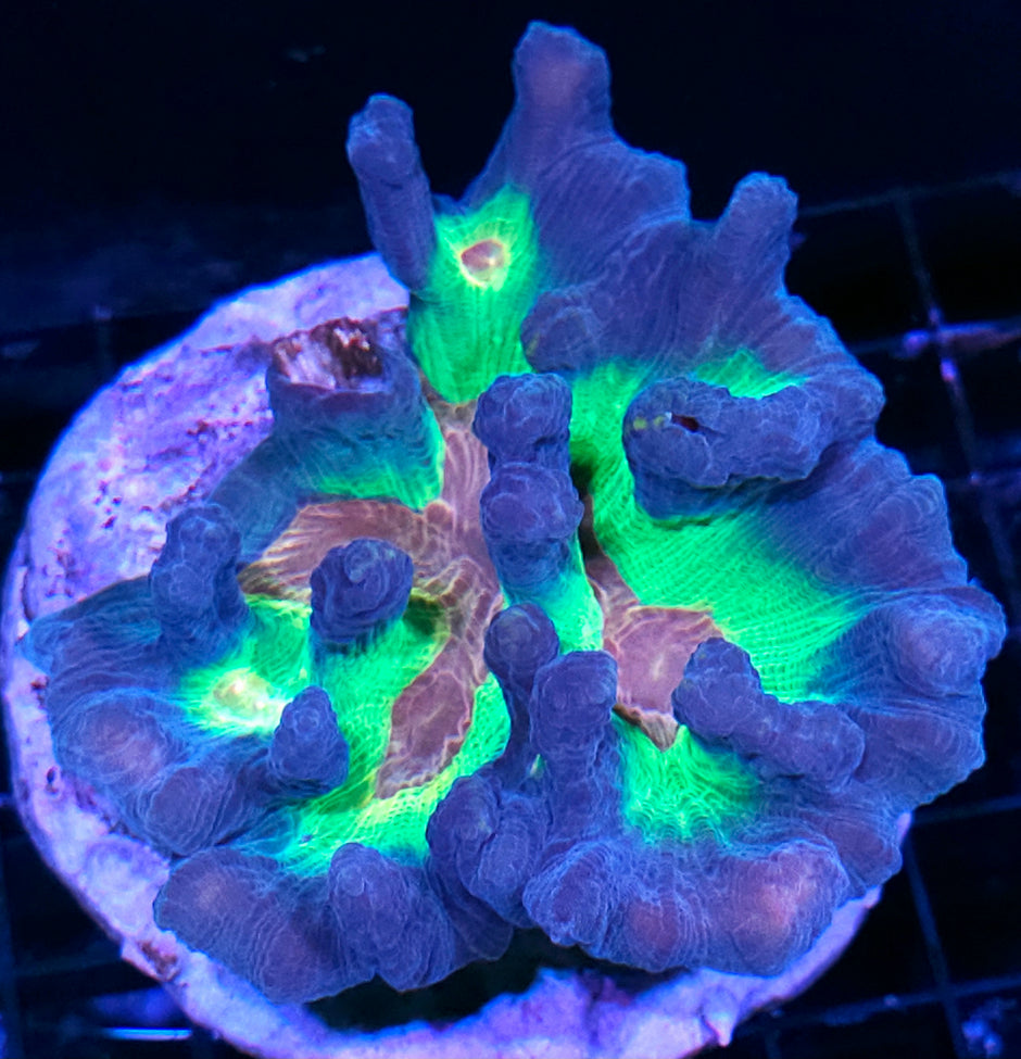 Rainbow Pectinia Colony