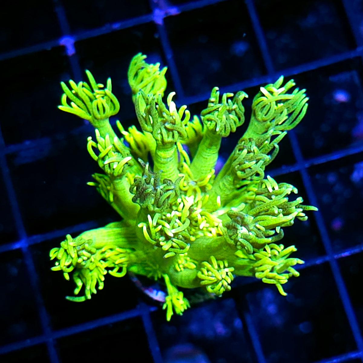 HF Highlighter Goniopora