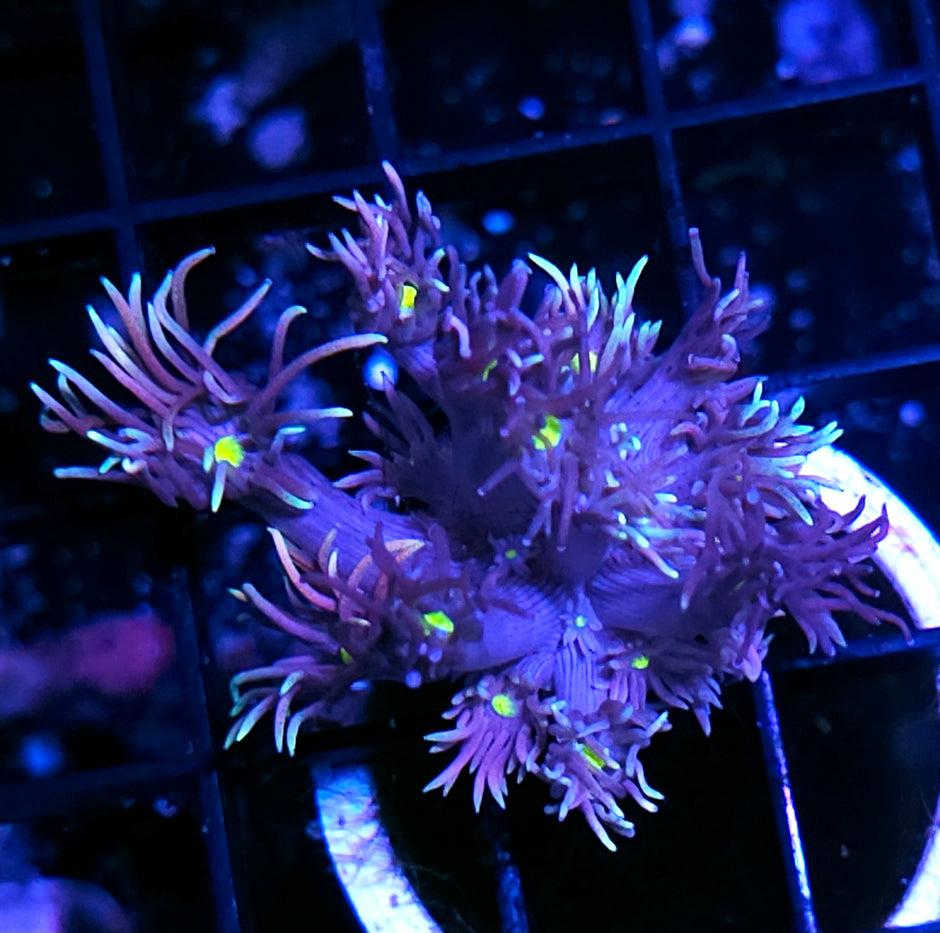 HF Masquerade Goniopora