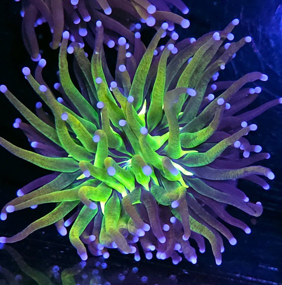 Tigernana Torch