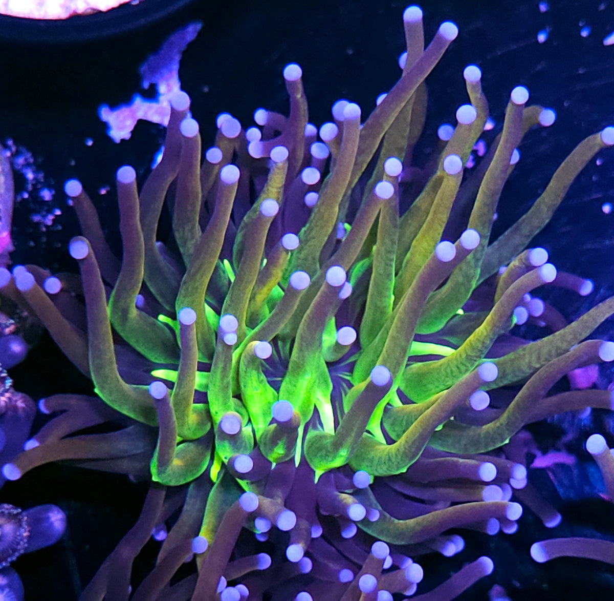 Tigernana Torch
