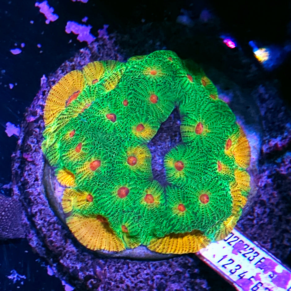 Fascination Favia Colony