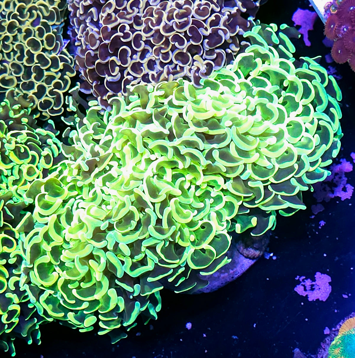 XL Epic Holy Grail Wall Hammer