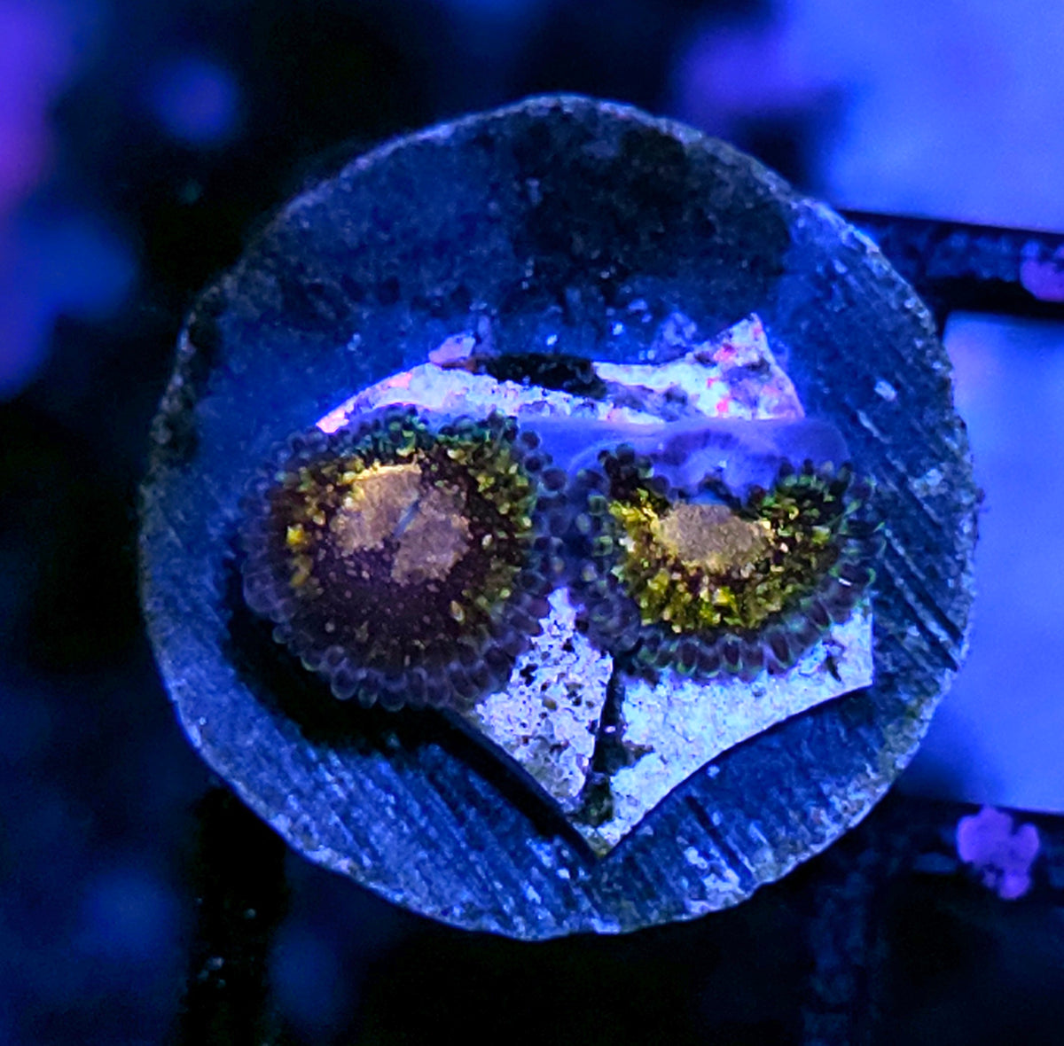 Speckled Krak Zoas