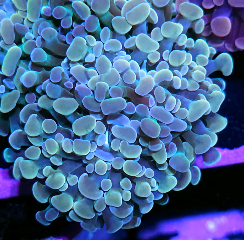 Rainbow Pearlescent Branching Hammer