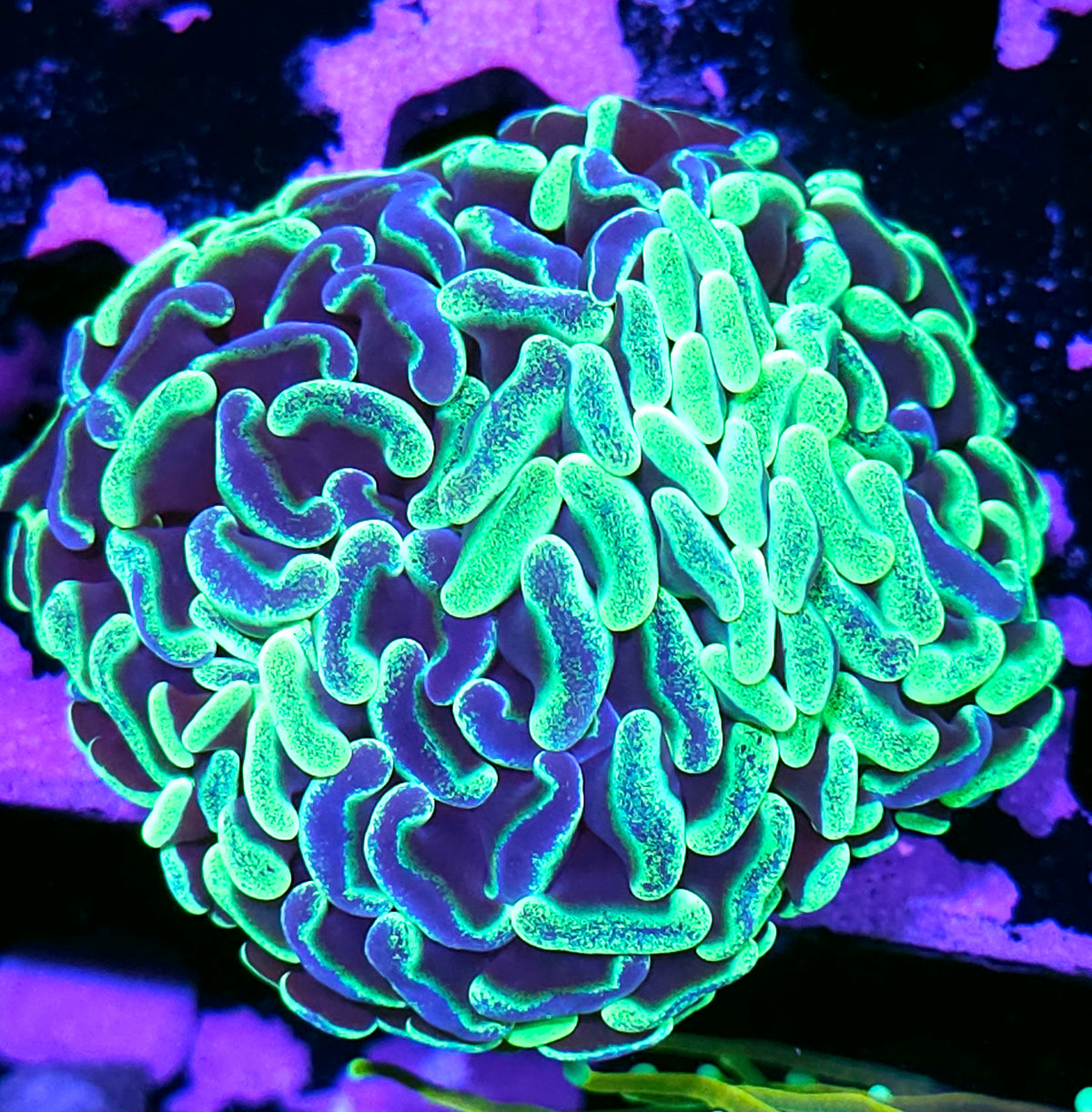 Australian Fat Head Digital Static Branching Hammer