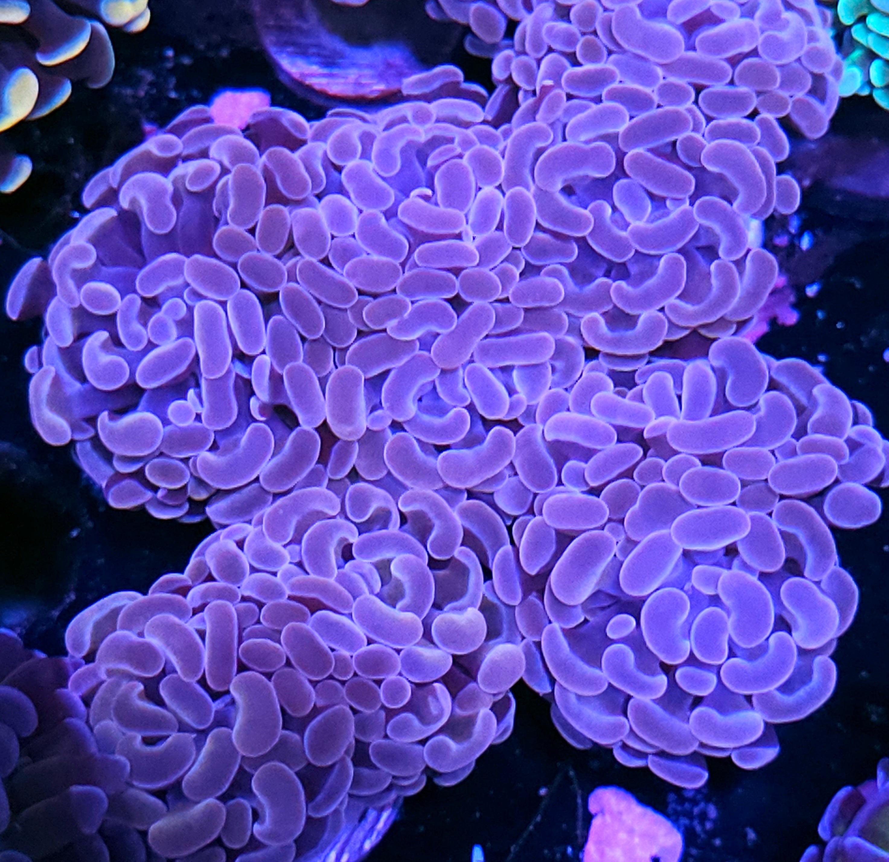 LPS Coral – Hellfire Frags
