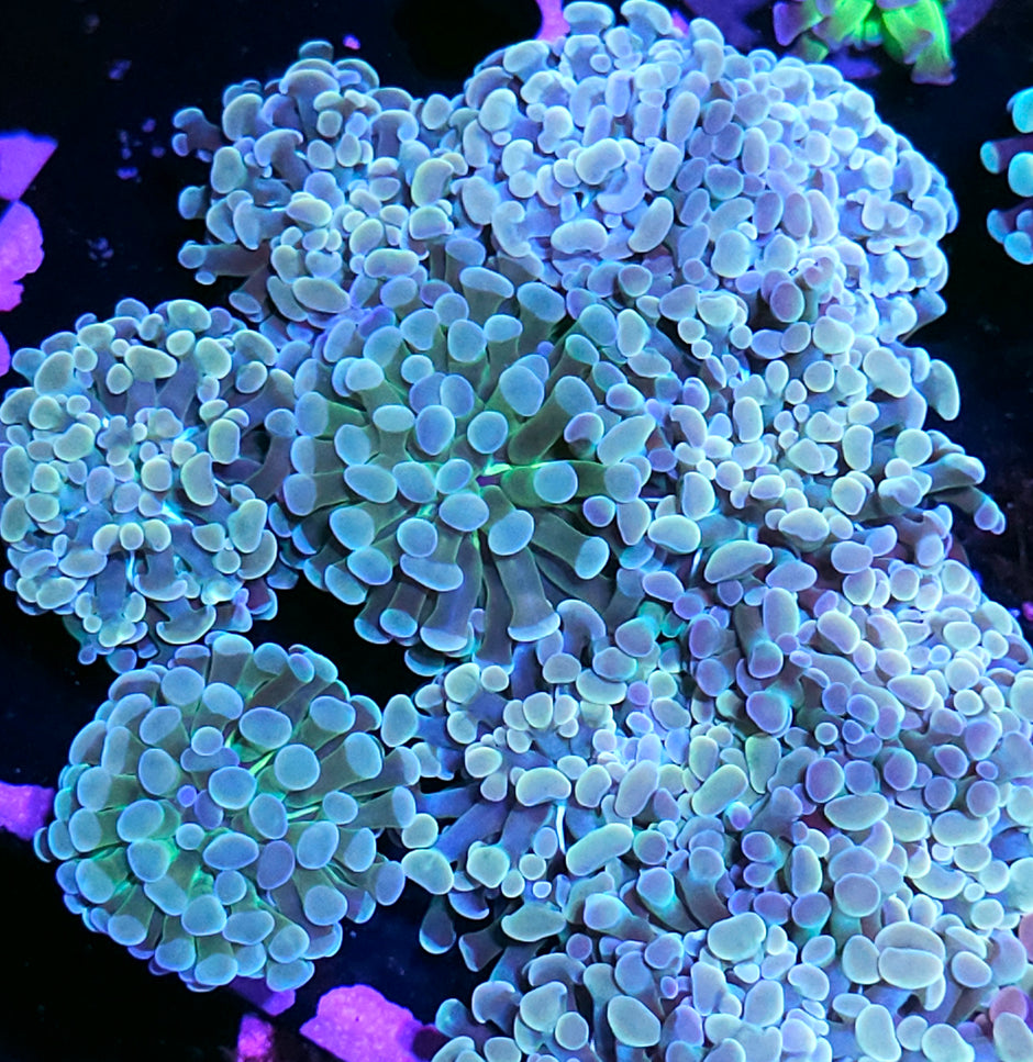 Rainbow Pearlescent Branching Hammer NOT WYSIWYG OUR PICK