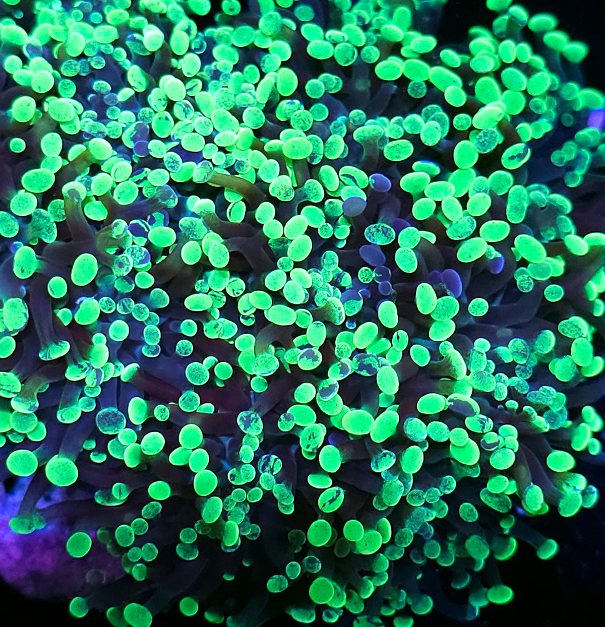 Toxic Splatter Branching Hammer NOT WYSIWYG OUR PICK