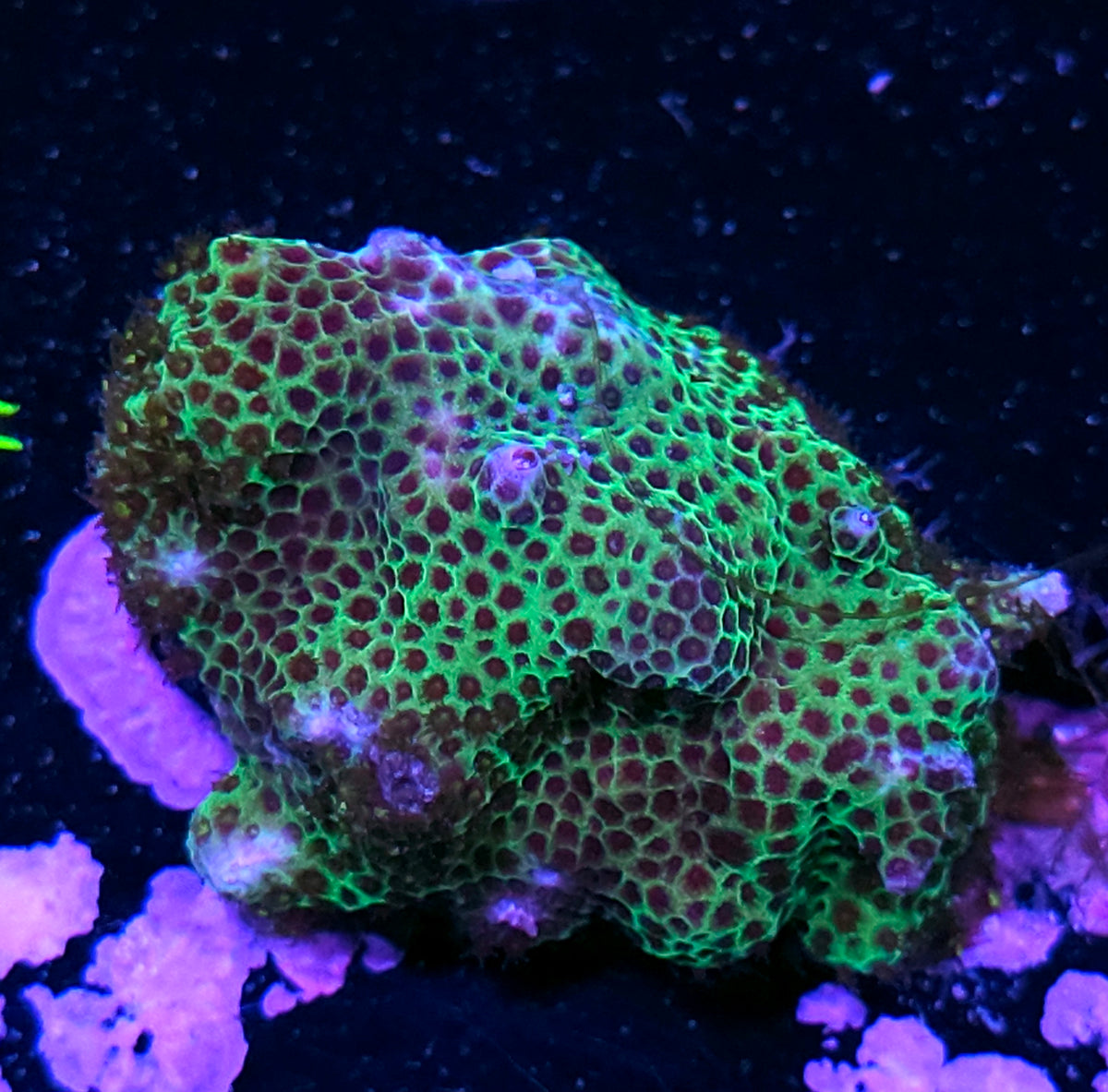 Seasons Greetings Porites Colony