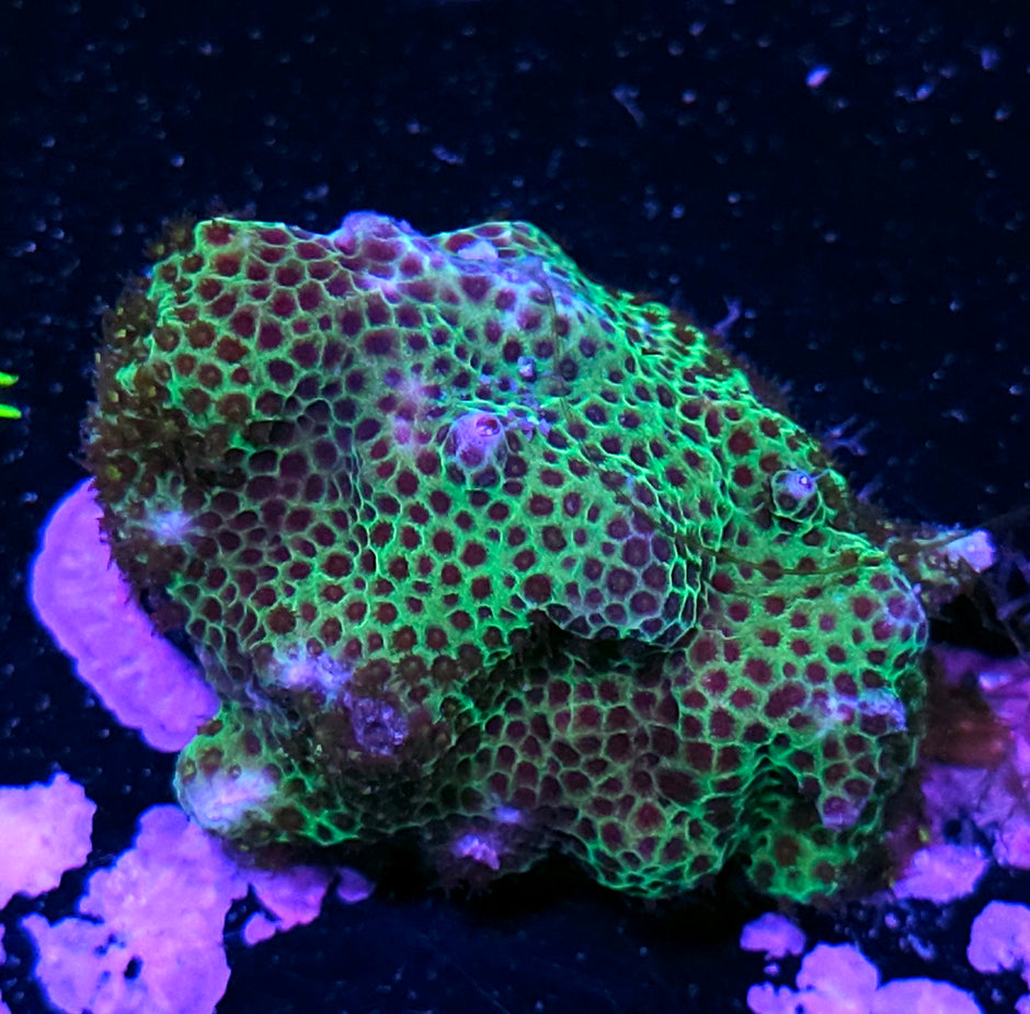 Seasons Greetings Porites Colony