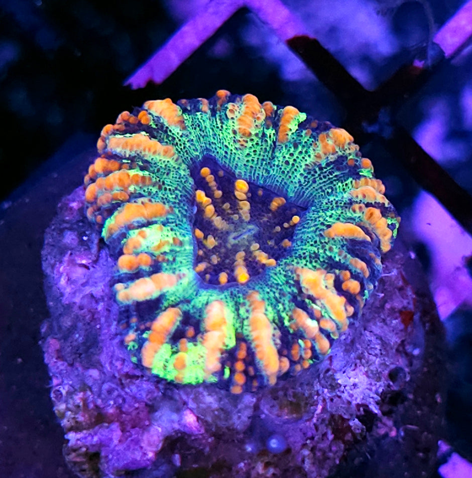Tiger Rim Mini Scolymia