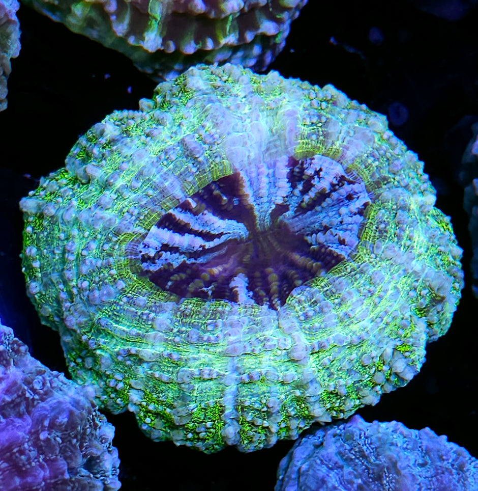 Super Mint Glitter Acanthophyllia