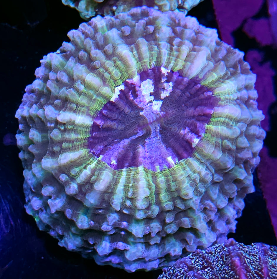 Asidian Acanthophyllia