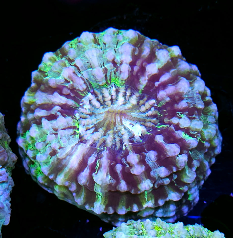 Tye Dye Acanthophyllia