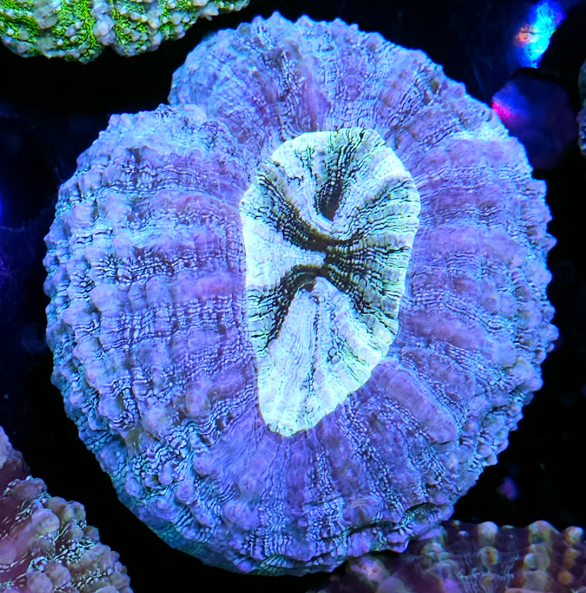 Sparkling Glitter Acanthophyllia