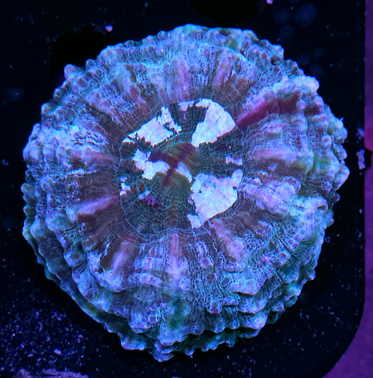 Bad Ass Acanthophyllia