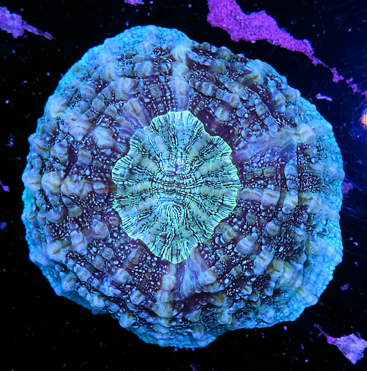 Bad Ass Glittery Acanthophyllia