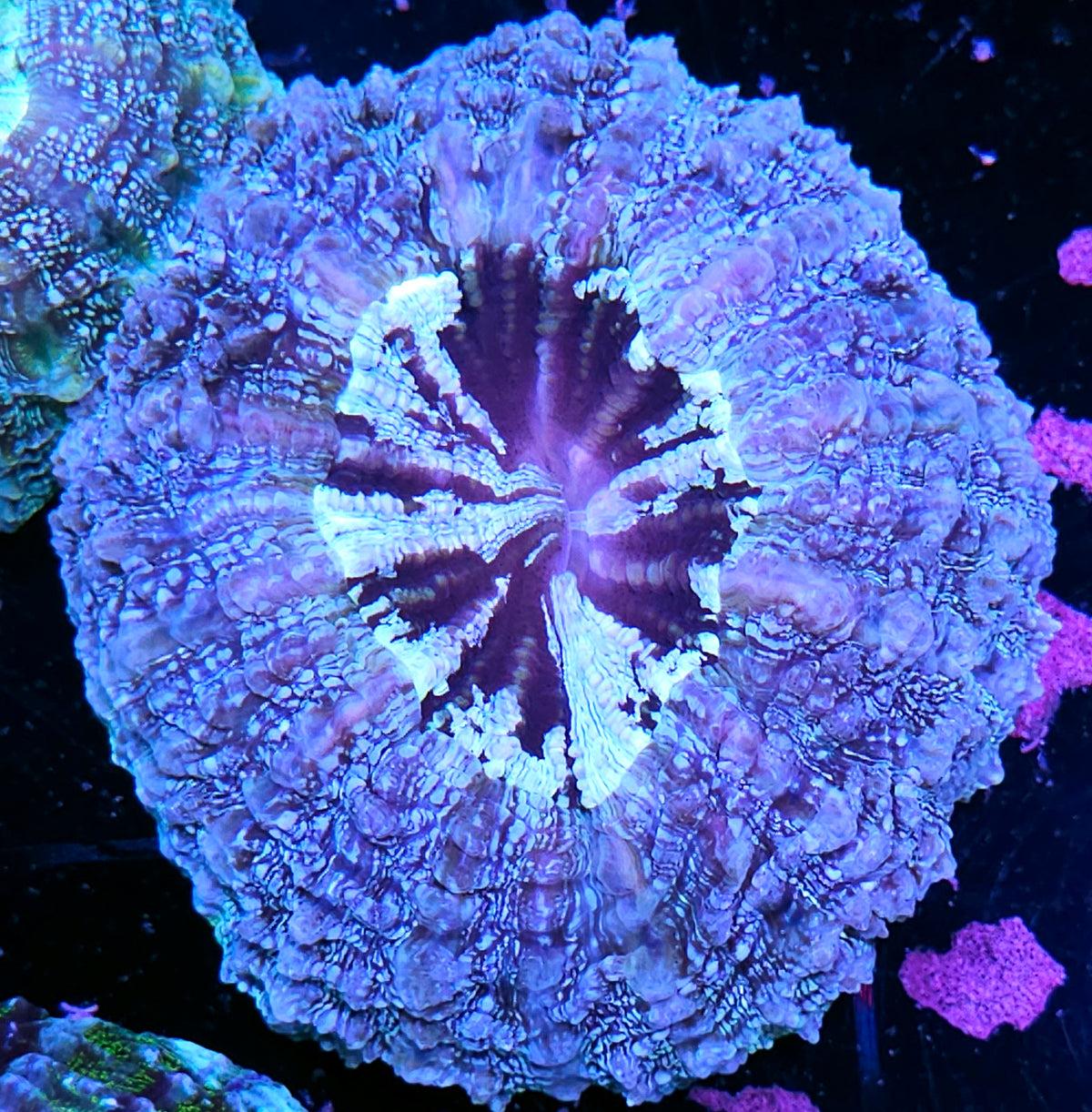 Galactic Glitter Acanthophyllia