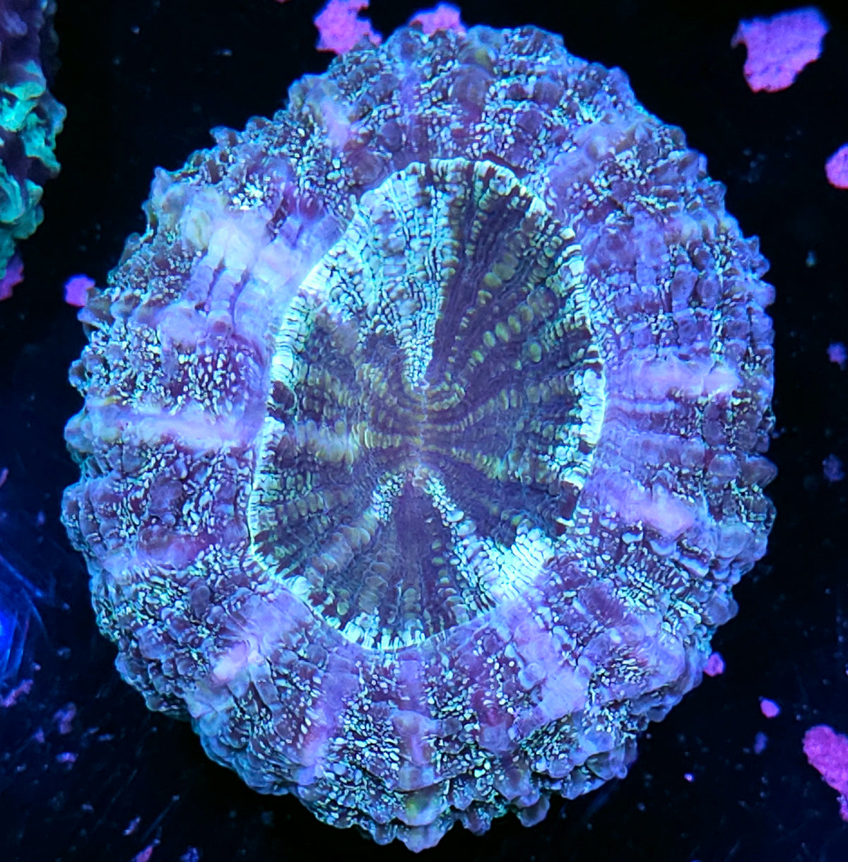 Bad Ass Glitter Acanthophyllia