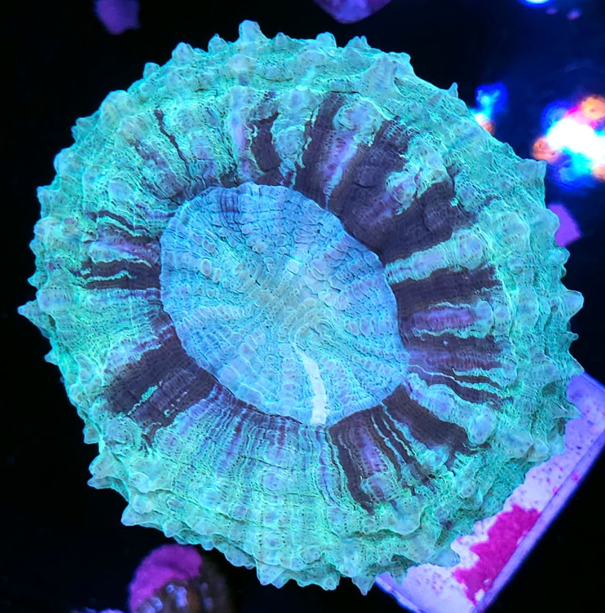 Seafoam Burst Acanthophyllia