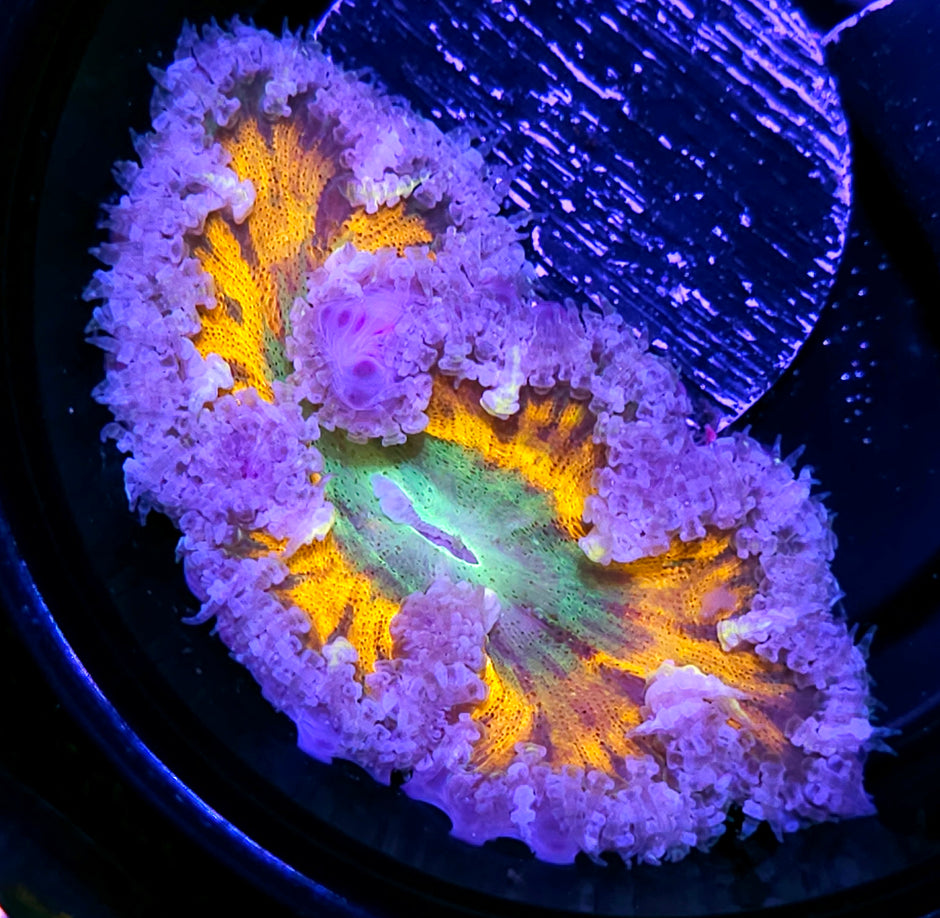 Eye of Shiva Flower Anemone