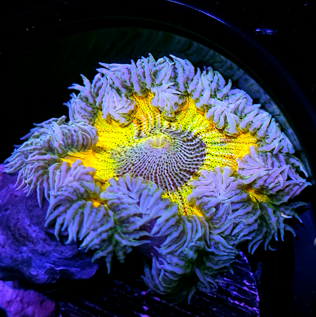 Hypnosis Flower Anemone