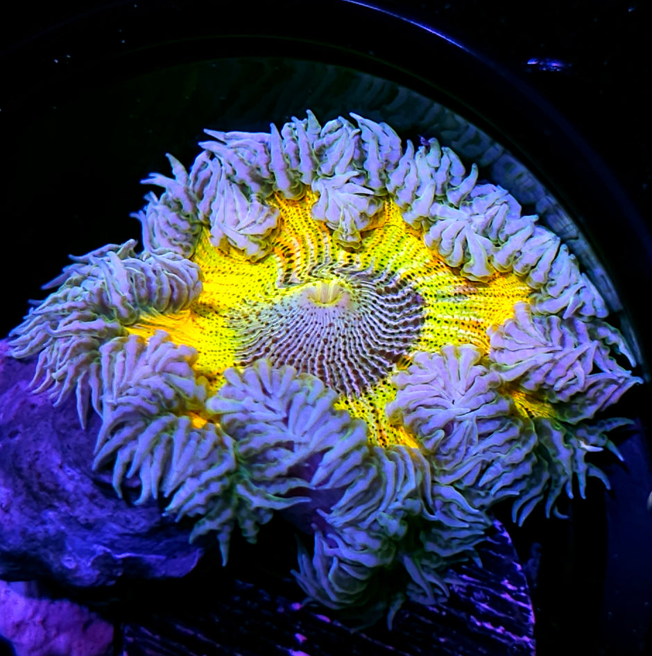 Hypnosis Flower Anemone