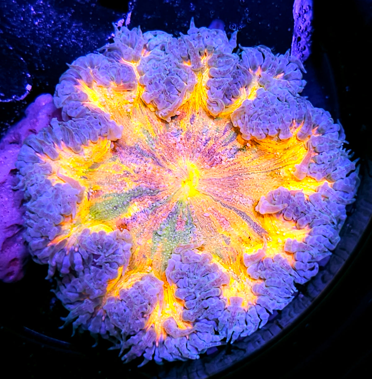 Rainbow Splatter Flower Anemone