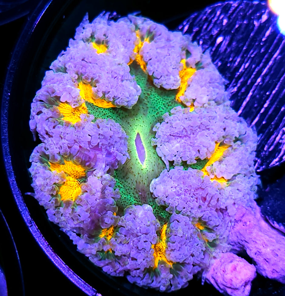 Jimmi Neutron Flower Anemone