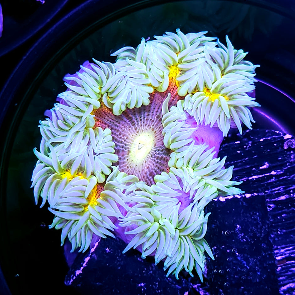 Holy Moly Bullseye Zebra Flower Anemone