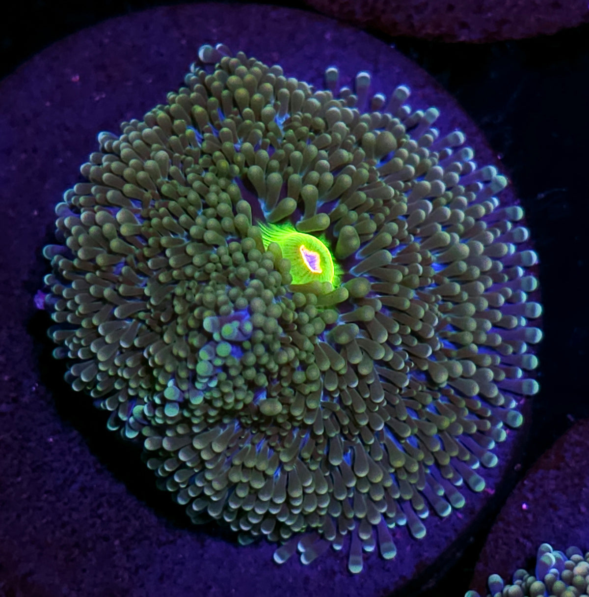 Funky Atlantic Yuma (False Ricordea)