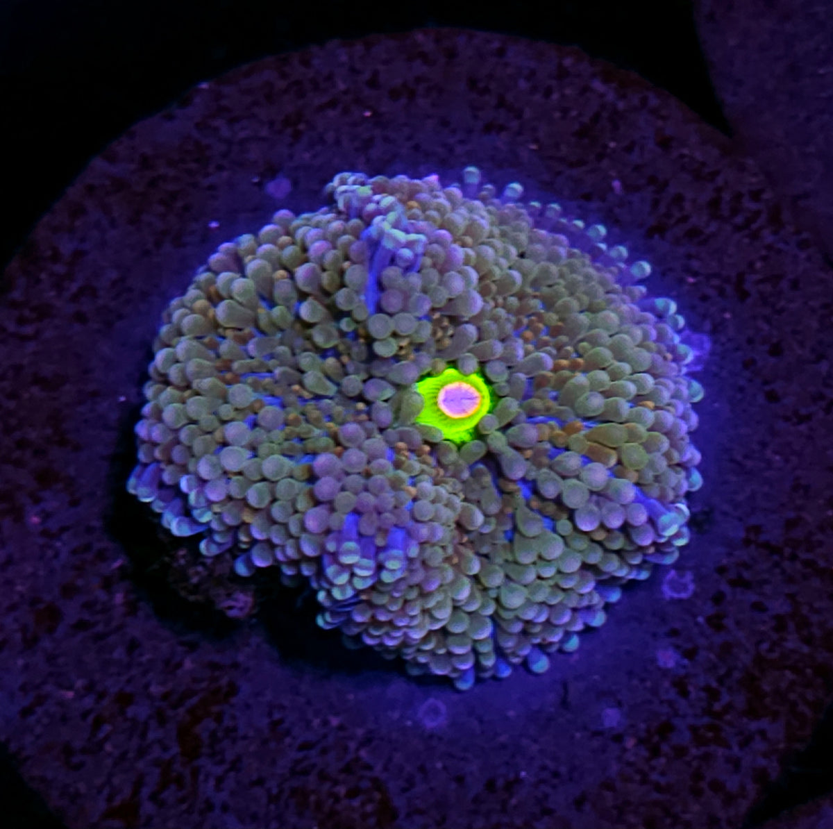 Funky Atlantic Yuma (False Ricordea)