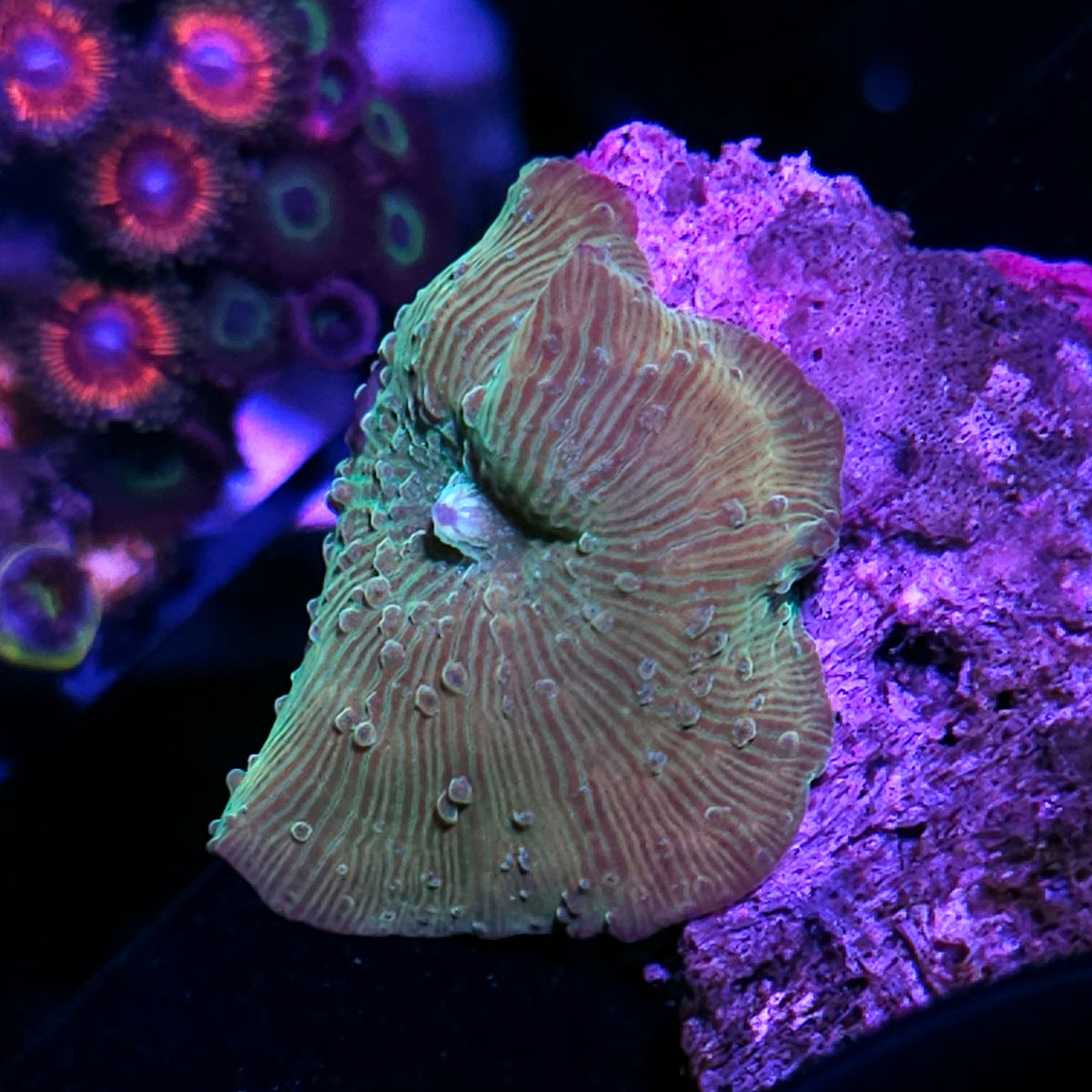 Convict Mushroom