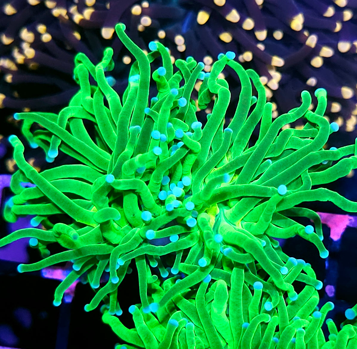 Double Todds Torch – Hellfire Frags