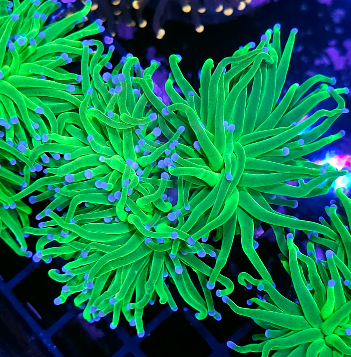 Triple Cotton Candy Torch