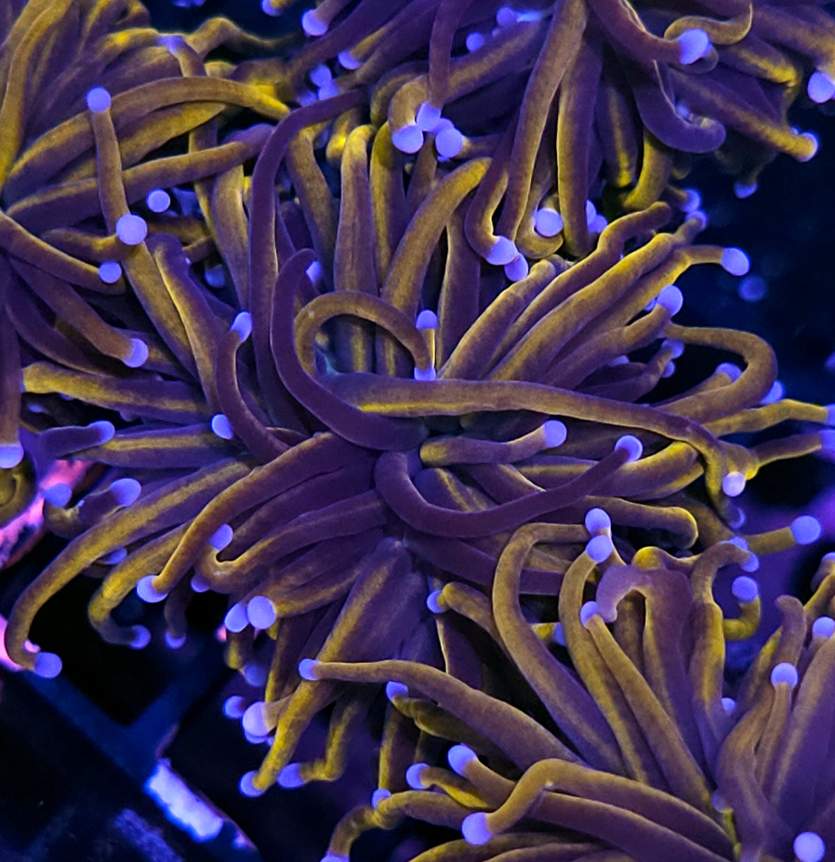 24kt Torch