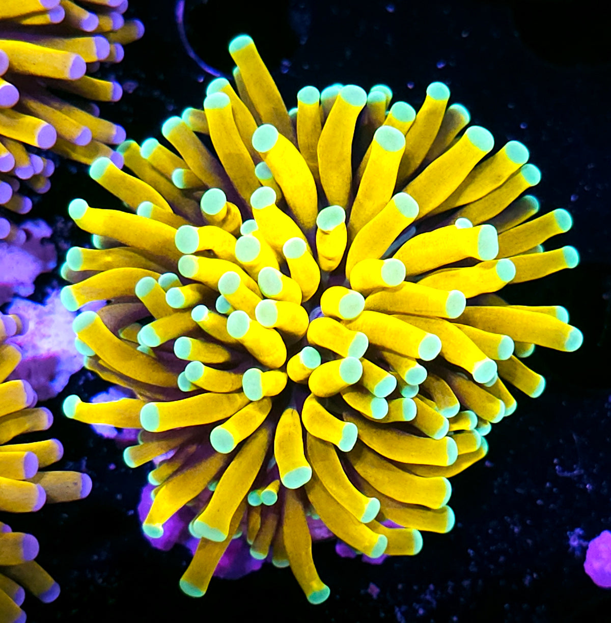 Malay Banaynay Torch