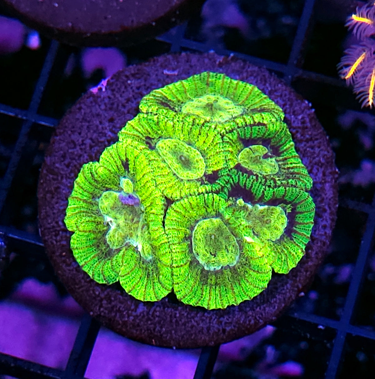 Forbidden Fruits Micro Favia