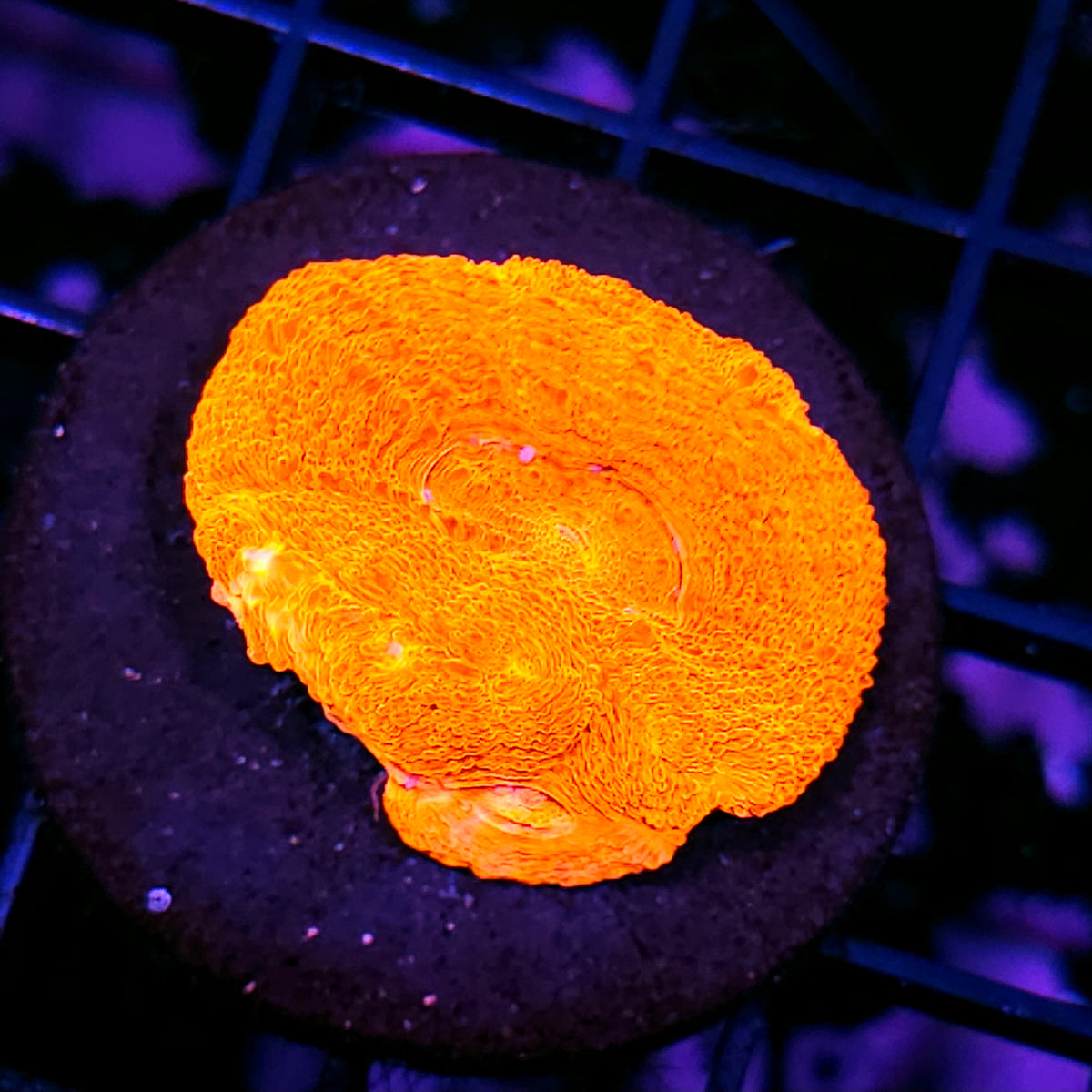 Lava Bomb Bowerbanksi