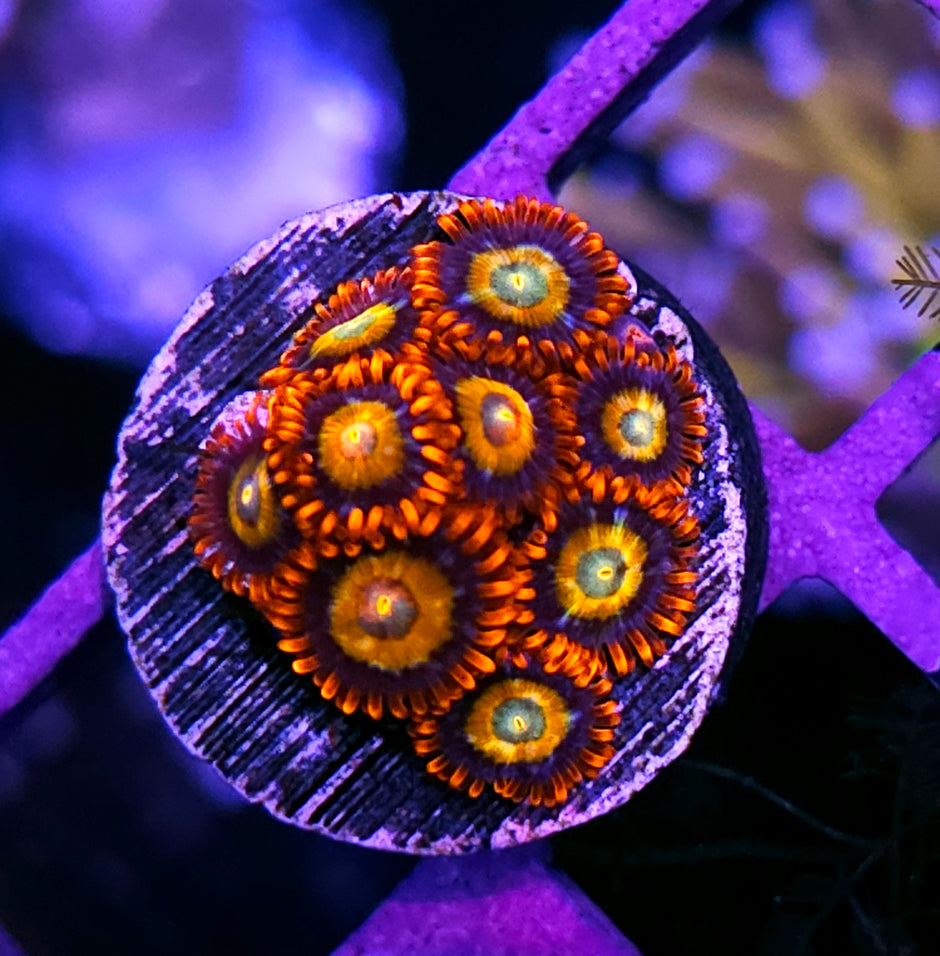Shatterfield Zoas