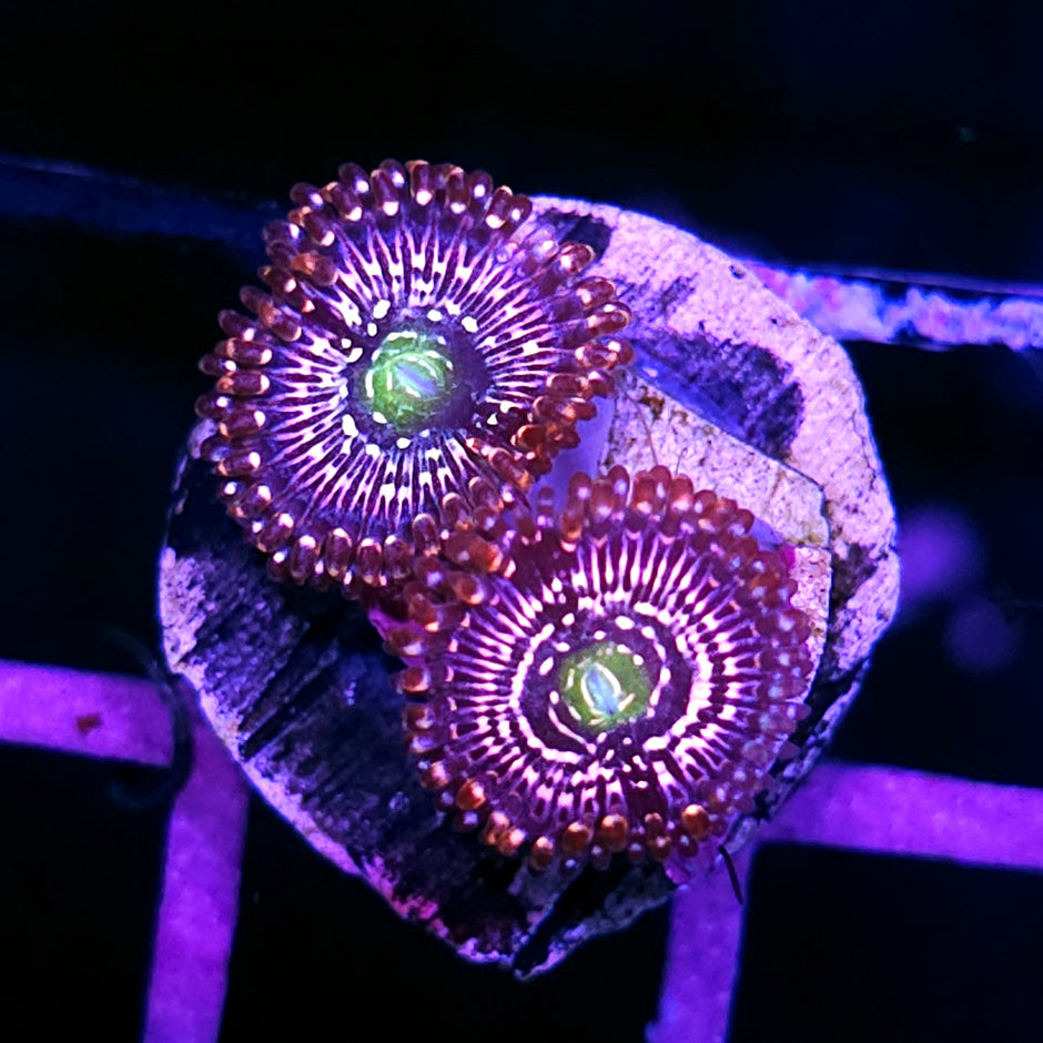 HF Snow Globe Zoas