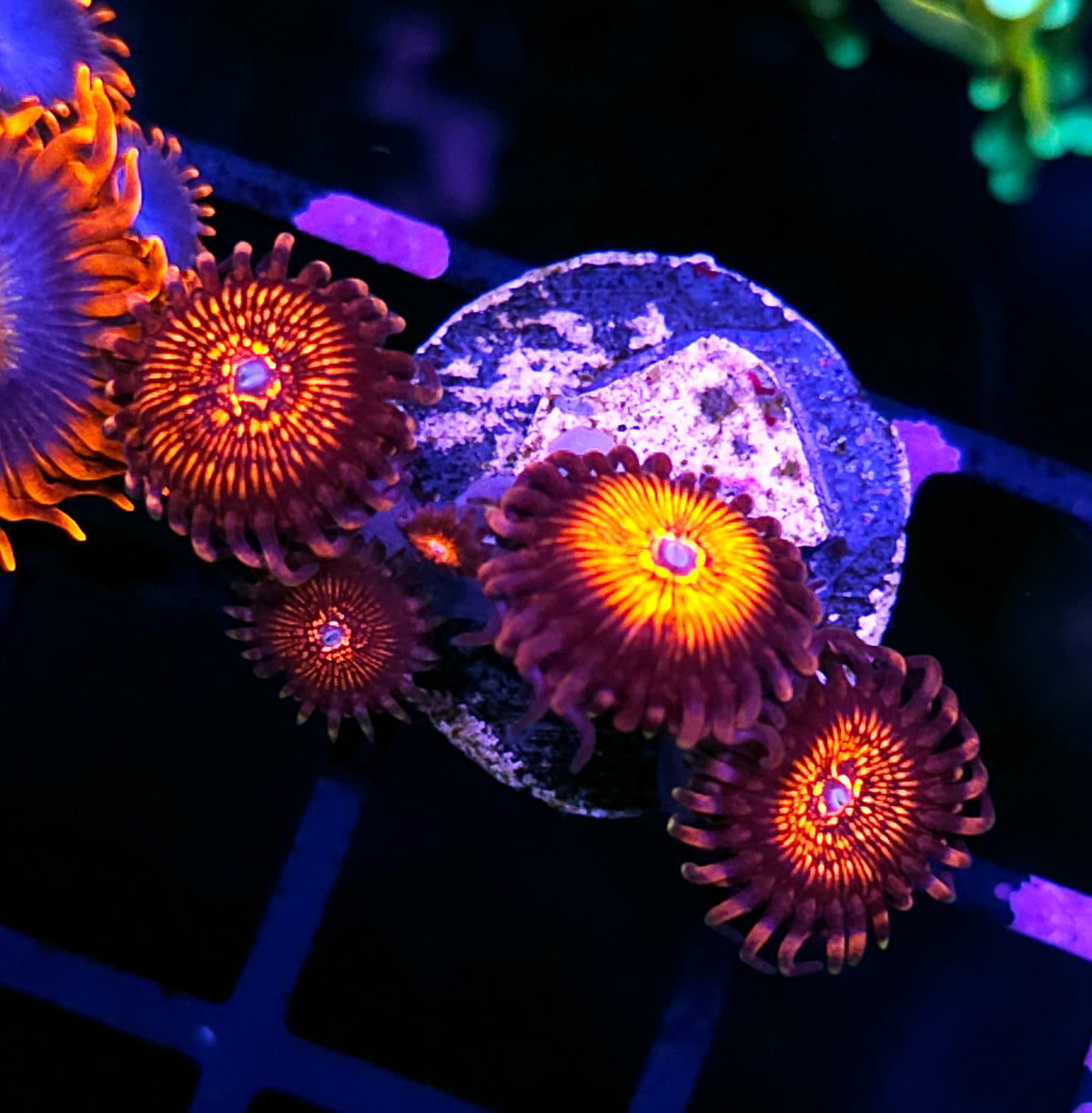 Nightcrawler Zoas