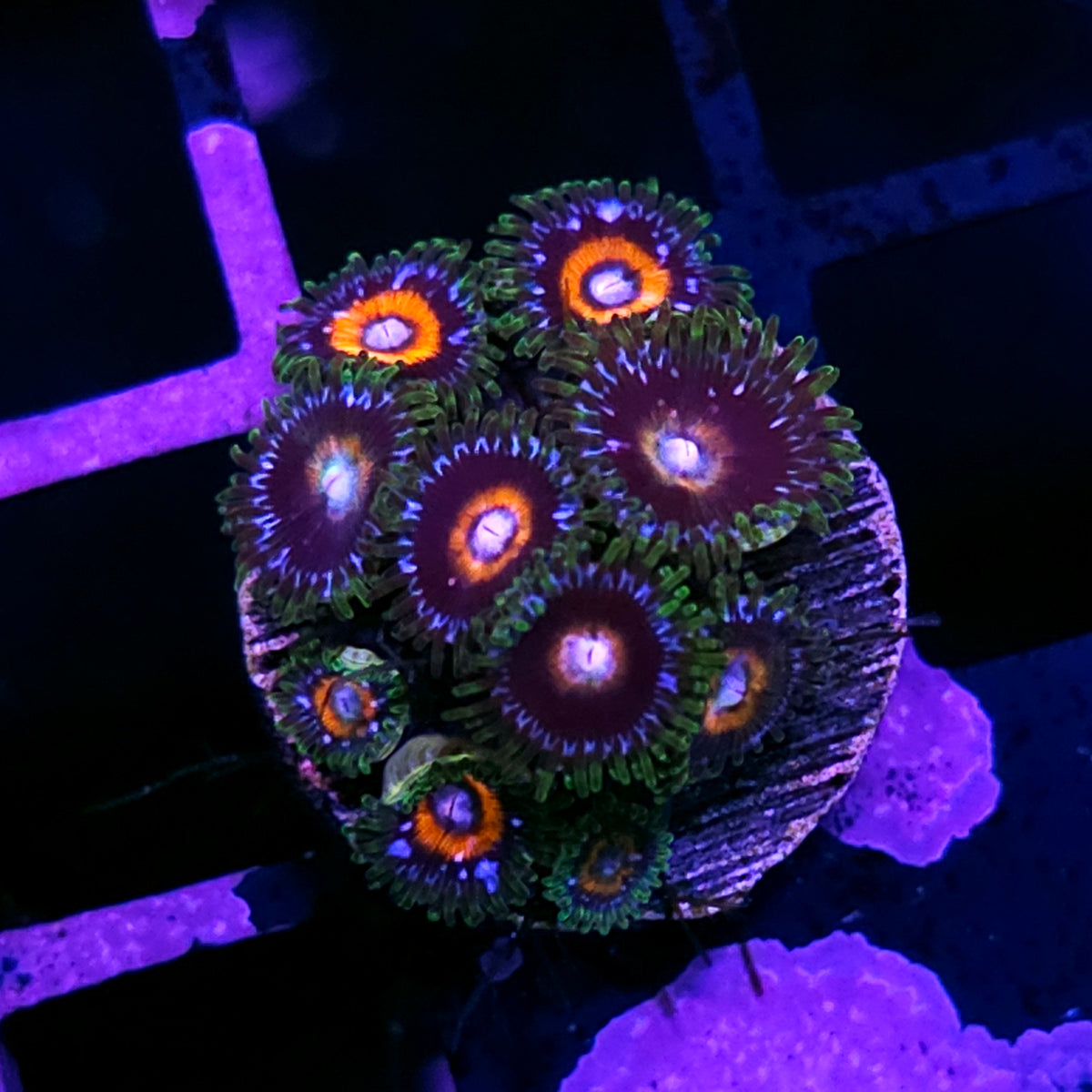 TG G13 Zoas