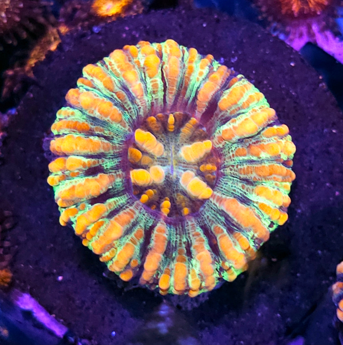 Glowing Insignia Mini Scolymia