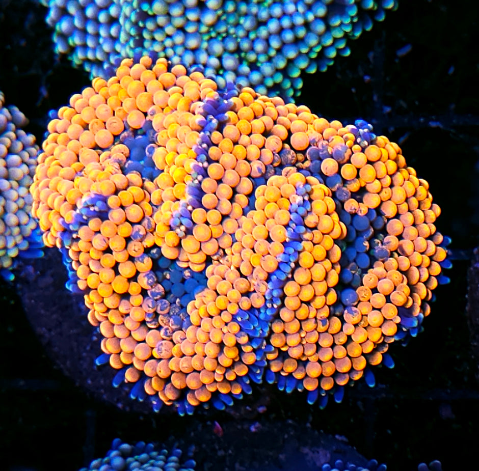 Citrus Explosion Ricordea