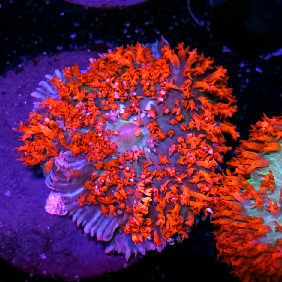 Special Color St Thomas Mushroom
