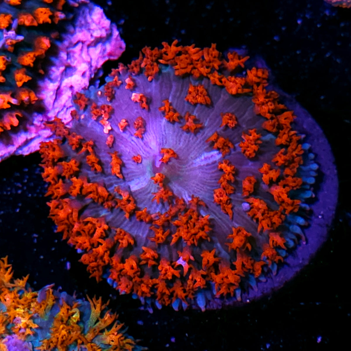 Special Color St Thomas Mushroom