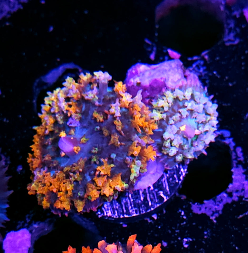OOAK Holy Shit Pair of St Thomas Mushrooms