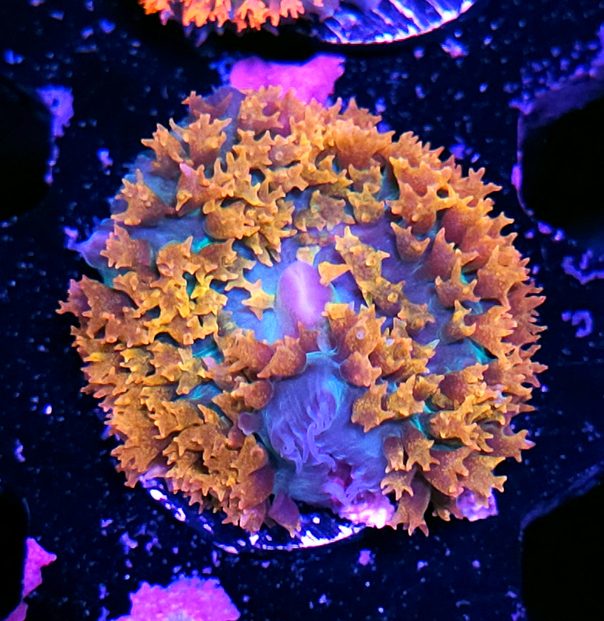 Burn Pit St Thomas Mushroom